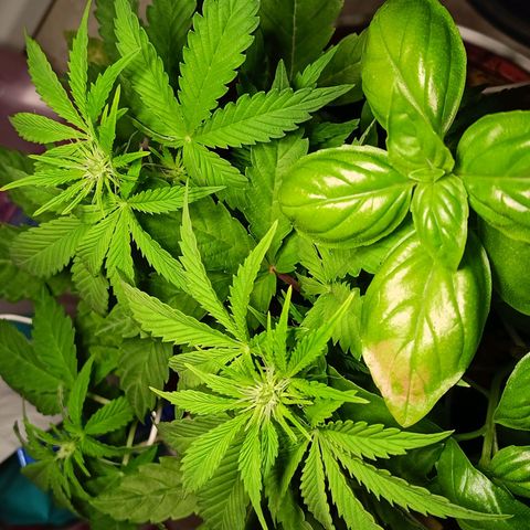 Amnesia Haze Auto  growlog timeline photo
