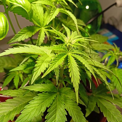 Amnesia Haze Auto  growlog timeline photo