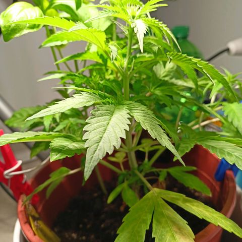 Amnesia Haze Auto  growlog timeline photo