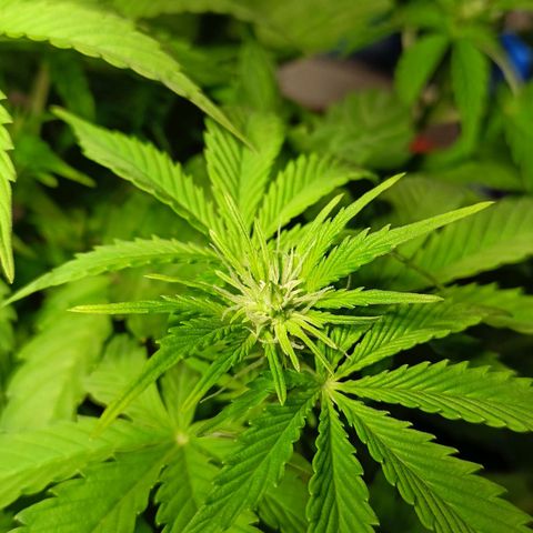 Amnesia Haze Auto  growlog timeline photo