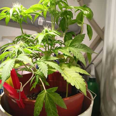 Amnesia Haze Auto  growlog timeline photo