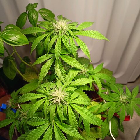 Amnesia Haze Auto  growlog timeline photo