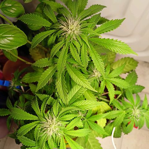 Amnesia Haze Auto  growlog timeline photo