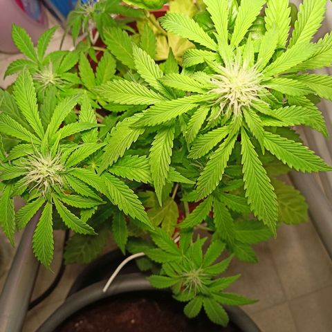 Amnesia Haze Auto  growlog timeline photo
