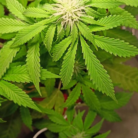 Amnesia Haze Auto  growlog timeline photo