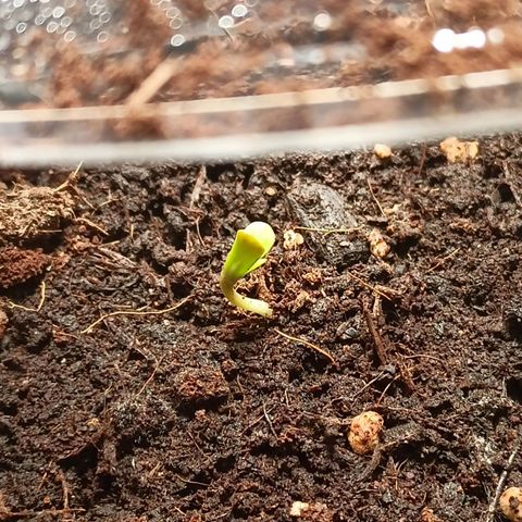 Blue Cheese growlog timeline photo