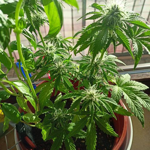 Amnesia Haze Auto  growlog timeline photo