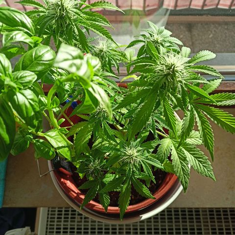 Amnesia Haze Auto  growlog timeline photo