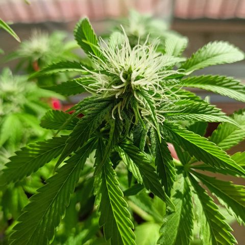 Amnesia Haze Auto  growlog timeline photo