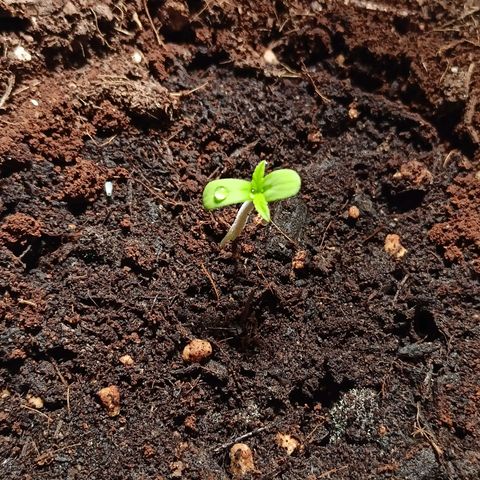 Blue Cheese growlog timeline photo