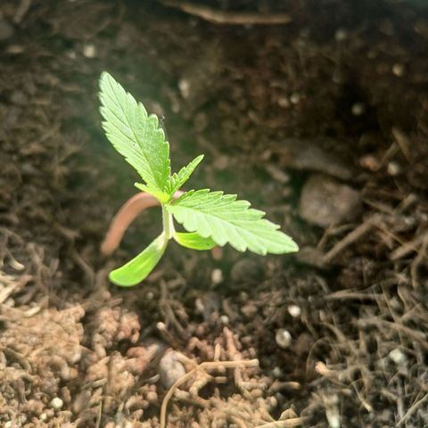 Blue Cheese growlog timeline photo