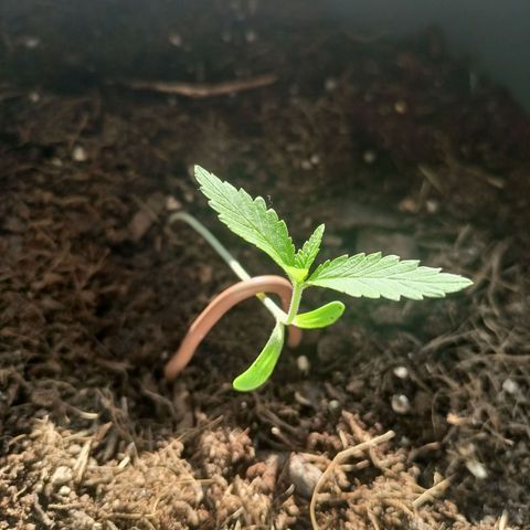Blue Cheese growlog timeline photo