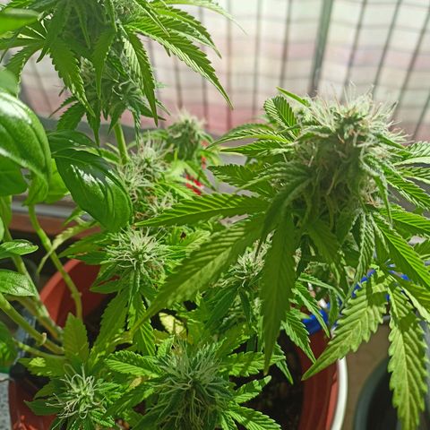 Amnesia Haze Auto  growlog timeline photo