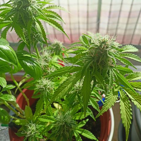 Amnesia Haze Auto  growlog timeline photo