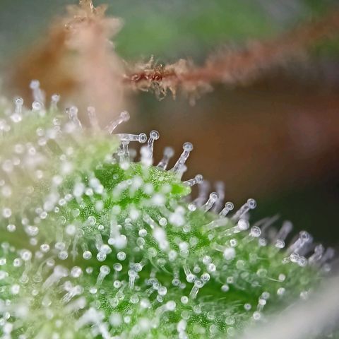 Amnesia Haze Auto  growlog timeline photo