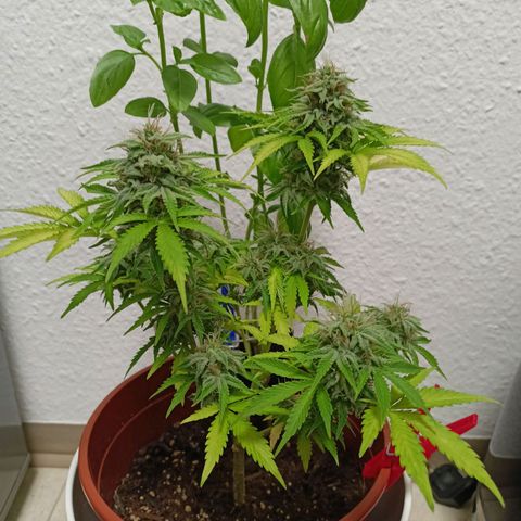 Amnesia Haze Auto  growlog timeline photo