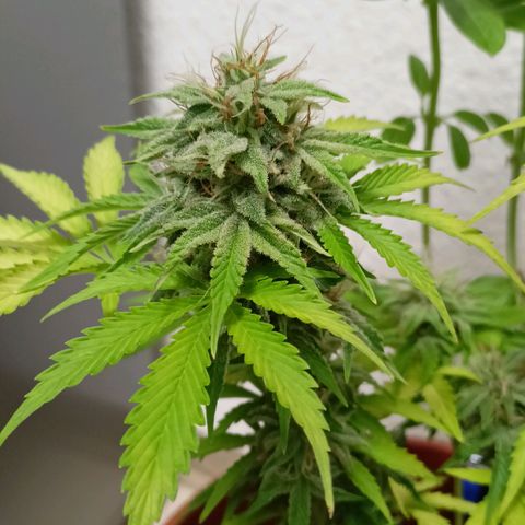Amnesia Haze Auto  growlog timeline photo