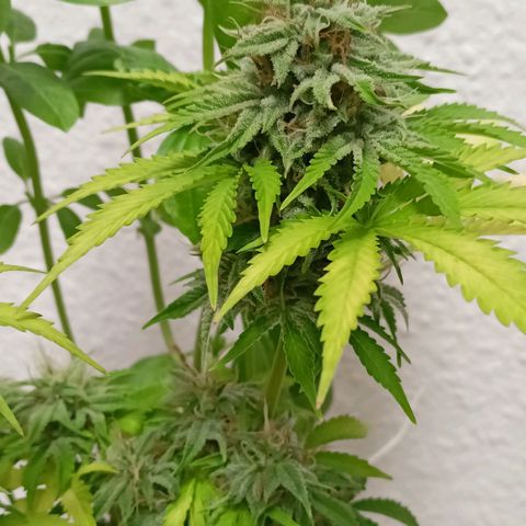Amnesia Haze Auto  growlog timeline photo