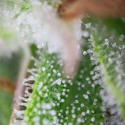 Amnesia Haze Auto  growlog timeline photo