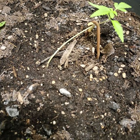 Blue Cheese growlog timeline photo