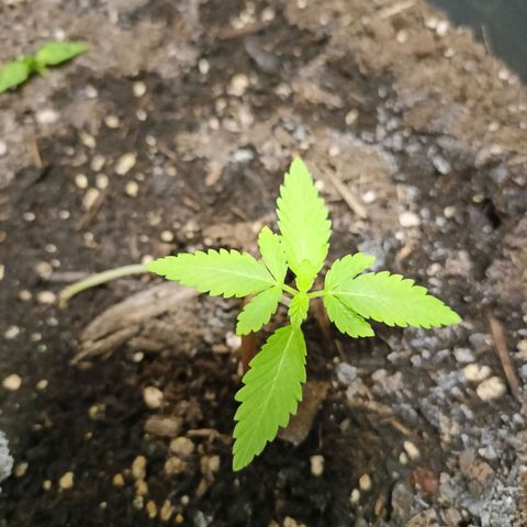 Blue Cheese growlog timeline photo
