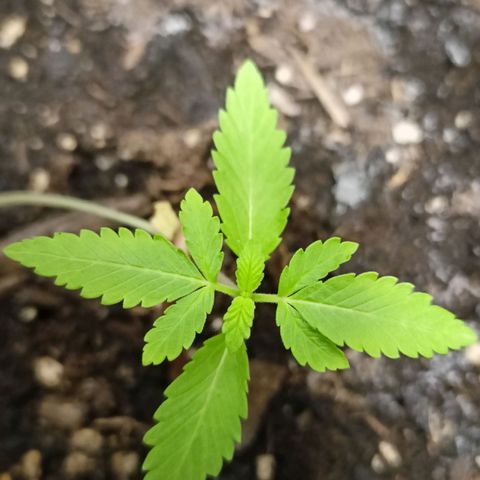 Blue Cheese growlog timeline photo