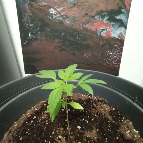 Blue Cheese growlog timeline photo
