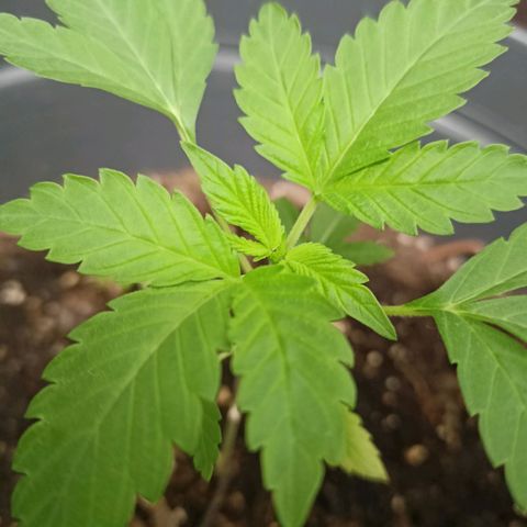Blue Cheese growlog timeline photo