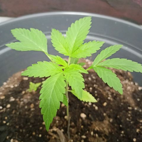 Blue Cheese growlog timeline photo