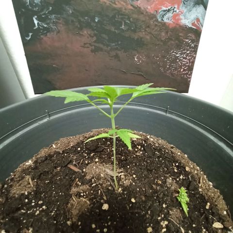 Blue Cheese growlog timeline photo