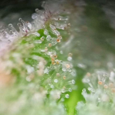 Amnesia Haze Auto  growlog photo: Bald ist Ernte 🙌