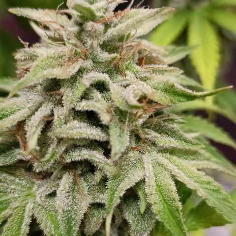 Amnesia Haze Auto  growlog photo: Bald ist Ernte 🙌