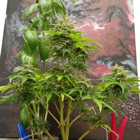 Amnesia Haze Auto  growlog photo: Bald ist Ernte 🙌