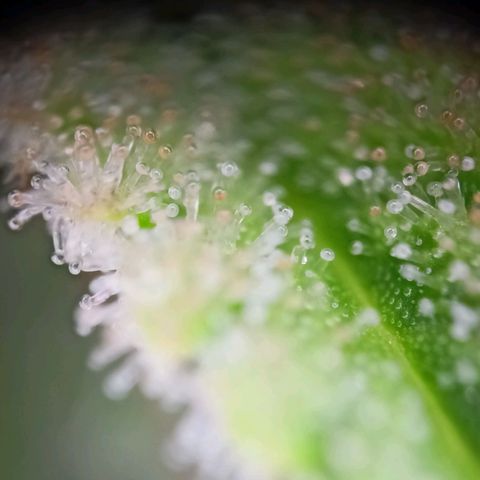 Amnesia Haze Auto  growlog photo: Bald ist Ernte 🙌