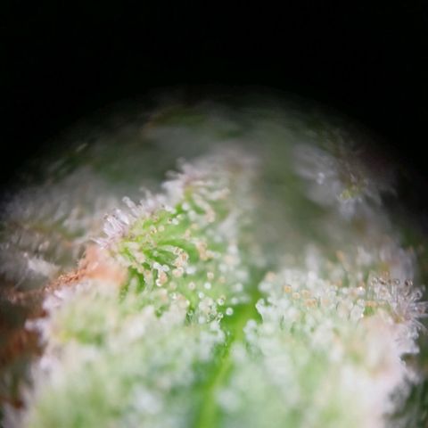 Amnesia Haze Auto  growlog photo: Bald ist Ernte 🙌