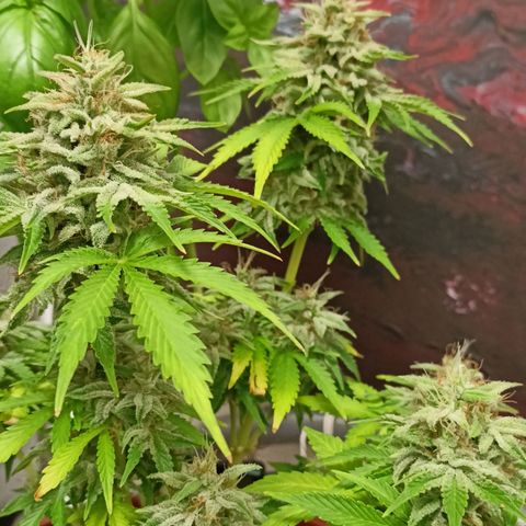 Amnesia Haze Auto  growlog photo: Bald ist Ernte 🙌