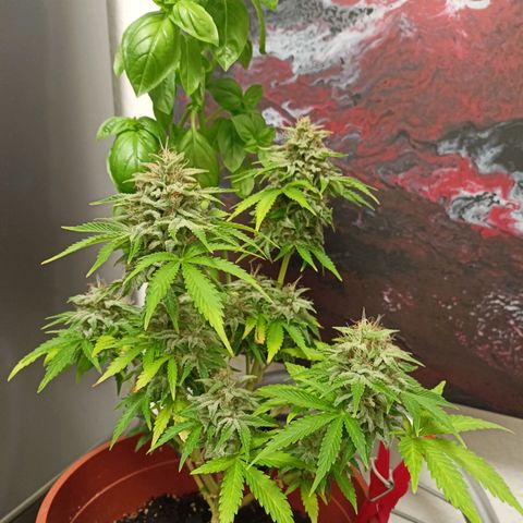 Amnesia Haze Auto  growlog photo: Bald ist Ernte 🙌