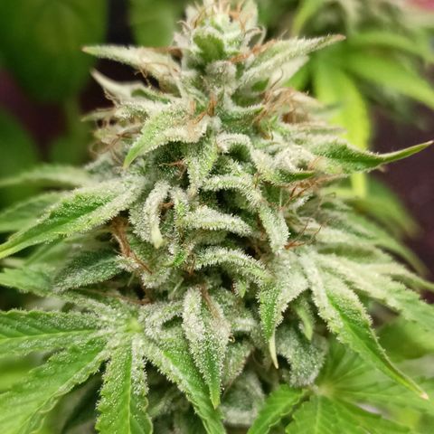 Amnesia Haze Auto  growlog photo: Bald ist Ernte 🙌