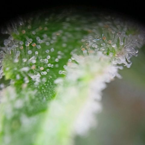 Amnesia Haze Auto  growlog photo: Bald ist Ernte 🙌