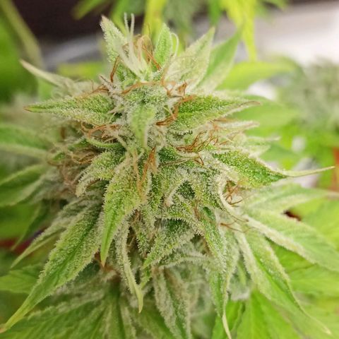 Amnesia Haze Auto  growlog photo: Bald ist Ernte 🙌