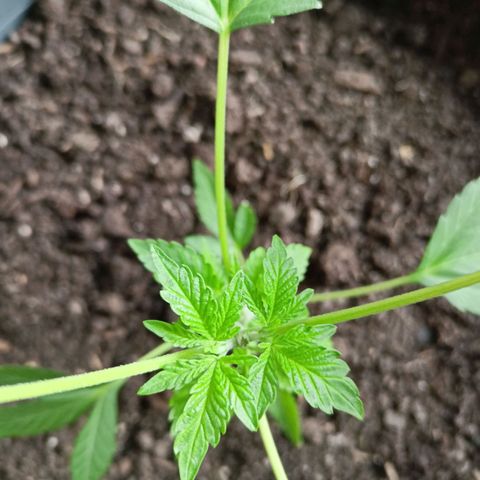 Blue Cheese growlog timeline photo