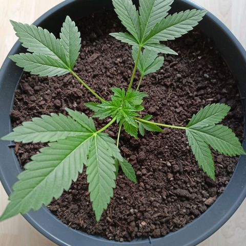 Blue Cheese growlog timeline photo