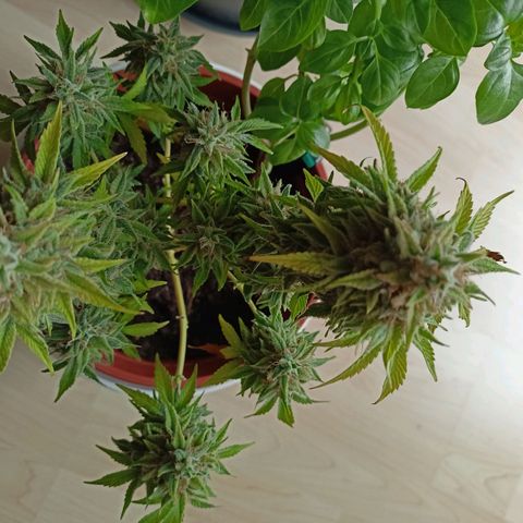 Amnesia Haze Auto  growlog photo: Ernte 🙌