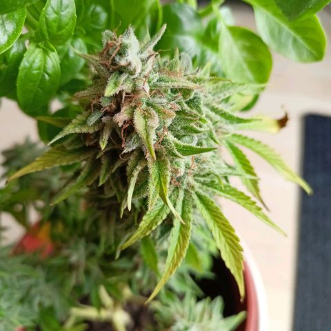 Amnesia Haze Auto  growlog photo: Ernte 🙌