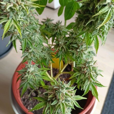 Amnesia Haze Auto  growlog photo: Ernte 🙌