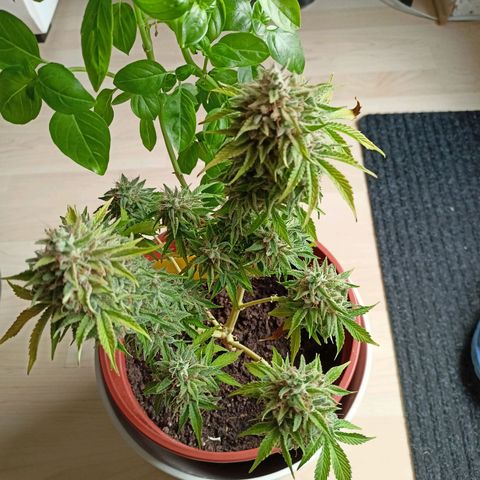 Amnesia Haze Auto  growlog photo: Ernte 🙌