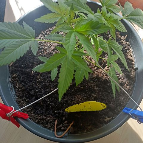 Blue Cheese growlog timeline photo