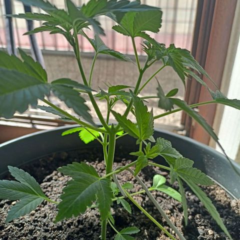Blue Cheese growlog timeline photo