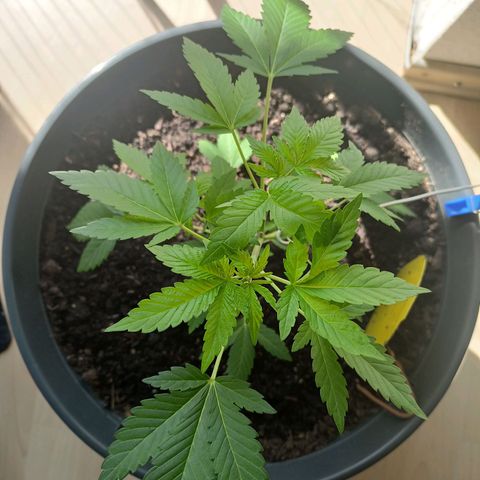 Blue Cheese growlog timeline photo