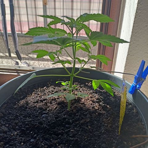 Blue Cheese growlog timeline photo